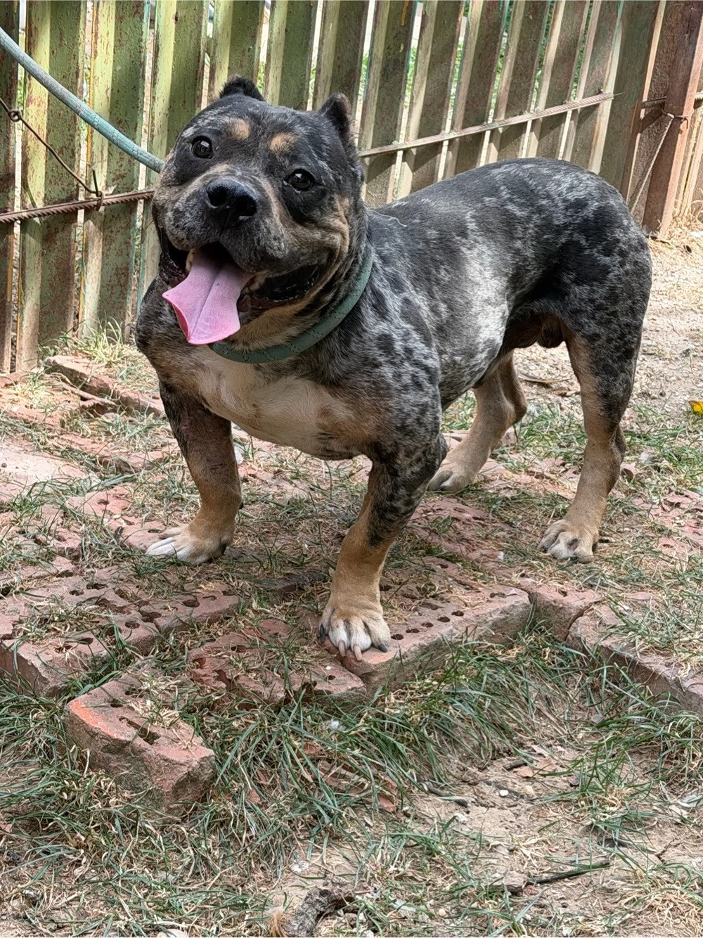 american bully pocket
