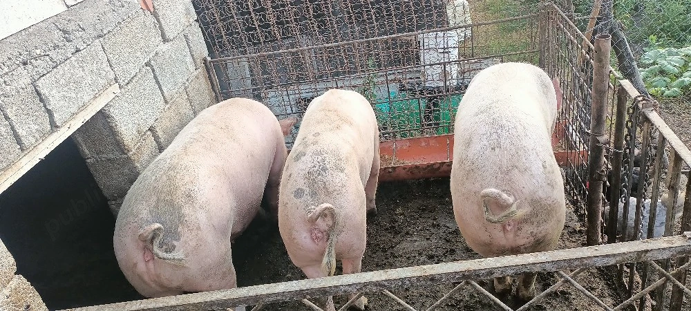 Porc pentru sacrificat