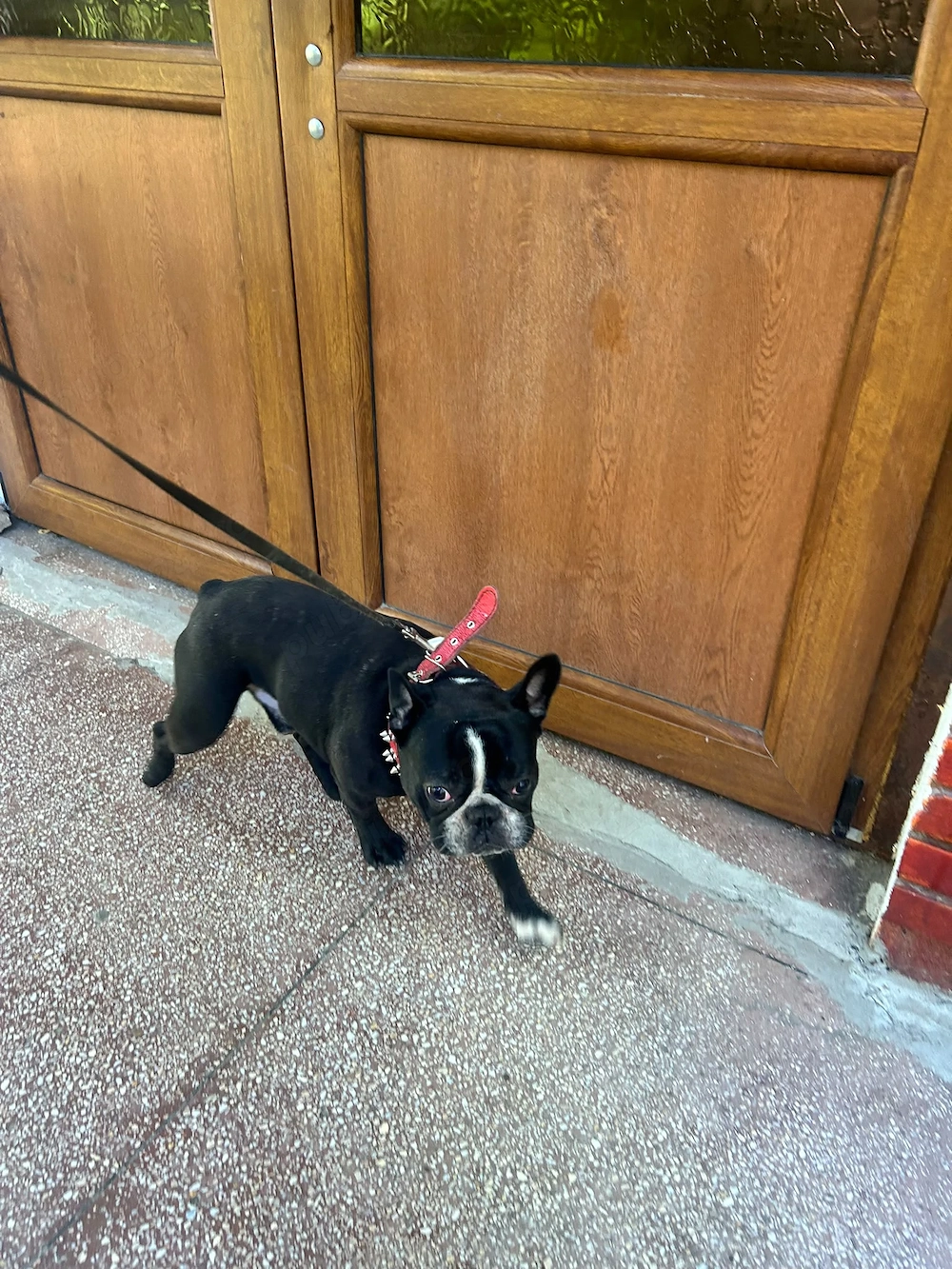 Donez bulldog francez