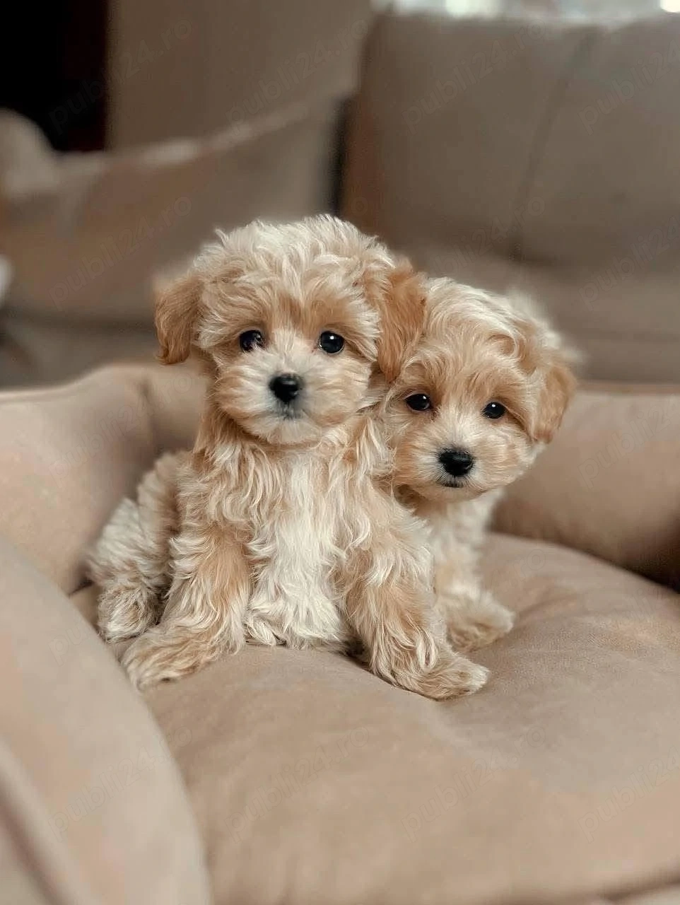 Maltipoo Mini Toy