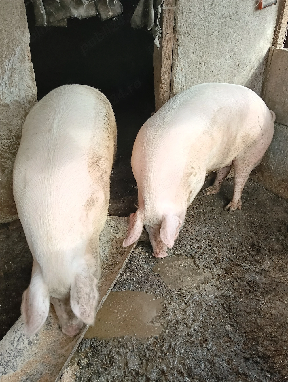 Vând porci 15 Lei negociabil 