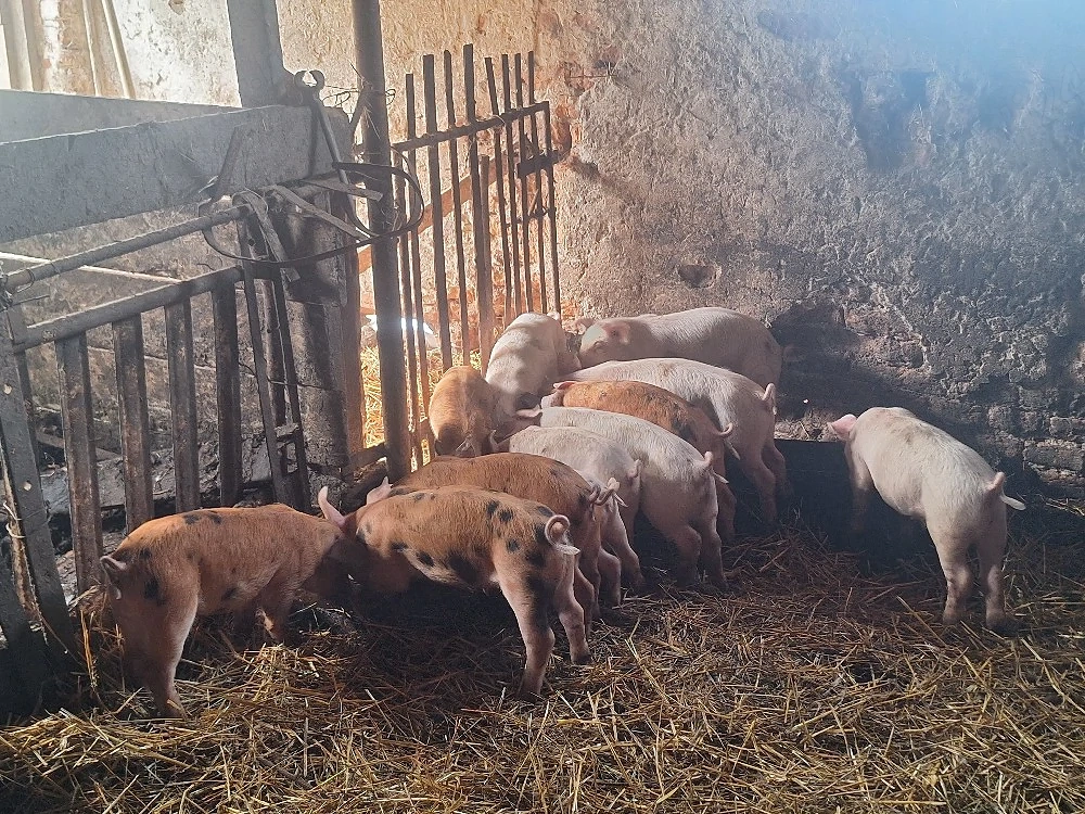 Vand purcei metis Marele Alb Duroc