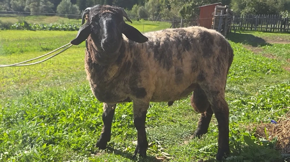 Berbec de reproducție 