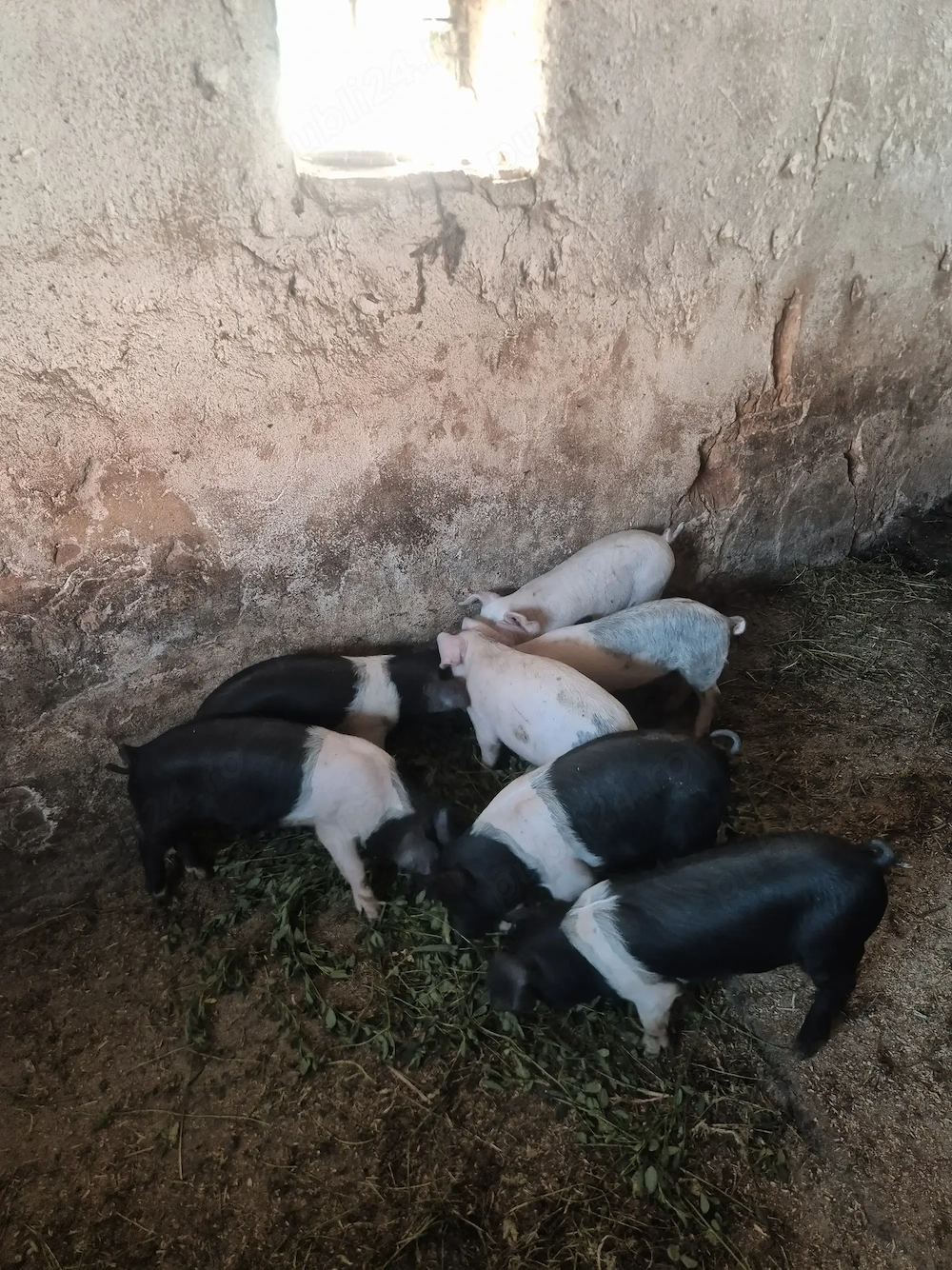 Disponibili spre vânzare  