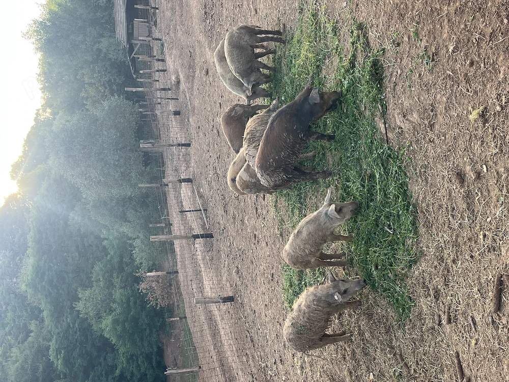 Vand soldani de 40-60kg, mangalita+mistret!