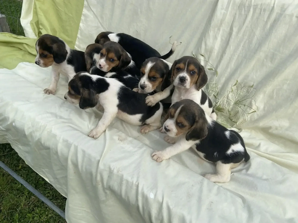 Catei rasa pura Beagle