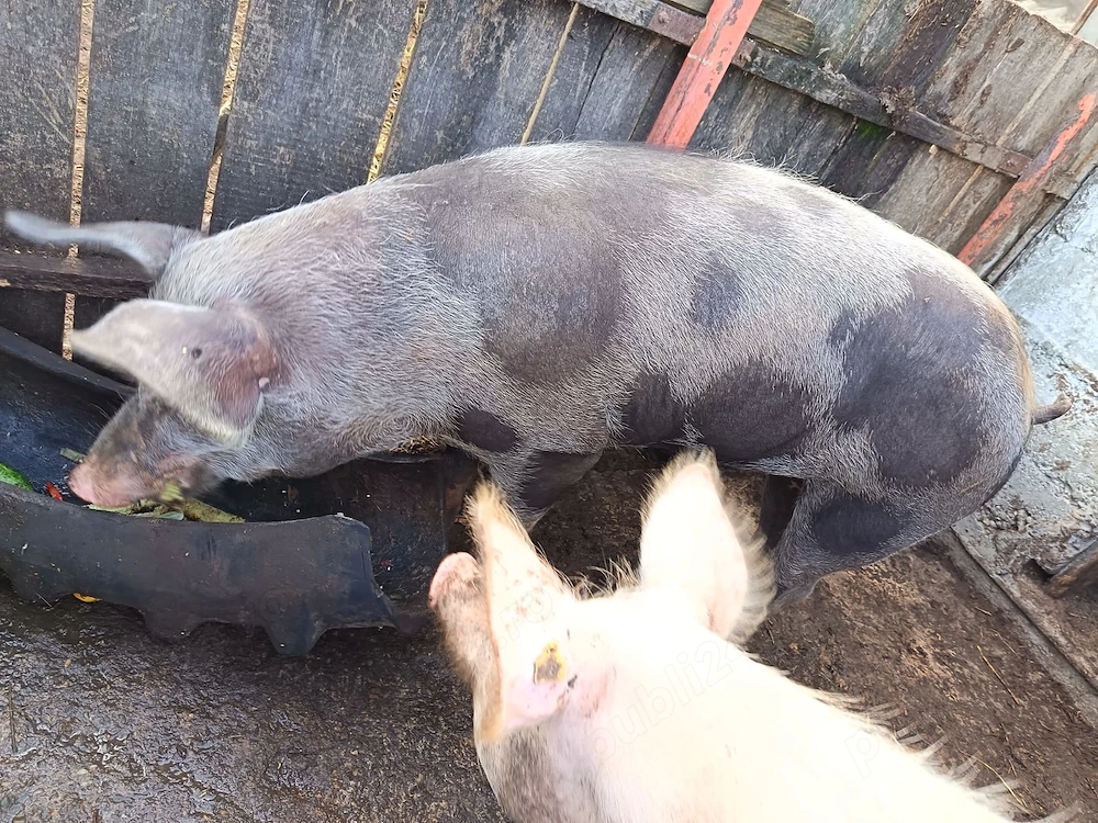 Vând porc crescut natural, la țară 