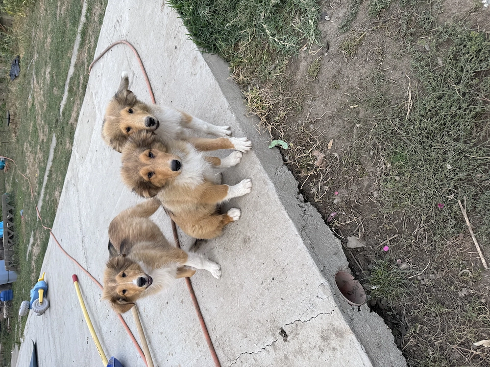 URGENT Căței Collie Rough
