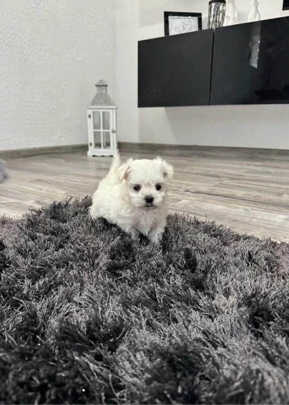 Bichon Maltez Mini Toy