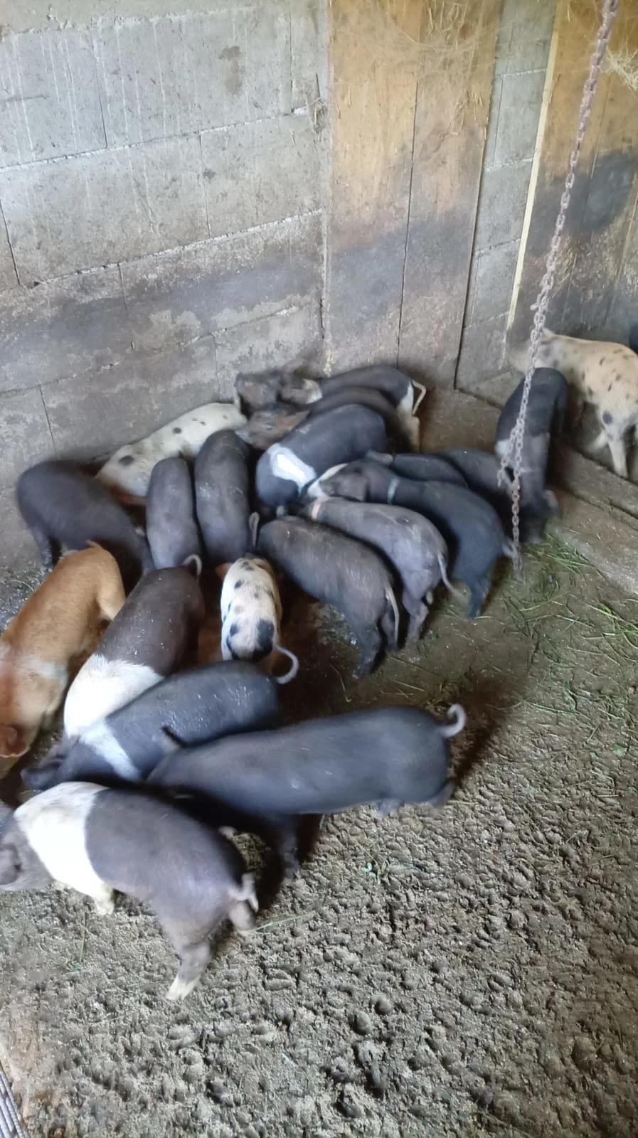 Purcei de vanzare de 6 saptamani jumate
