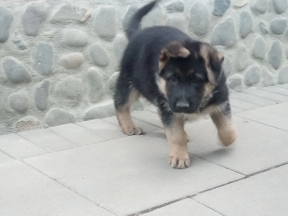 Catei ciobanesc german,mama cu pedigree 