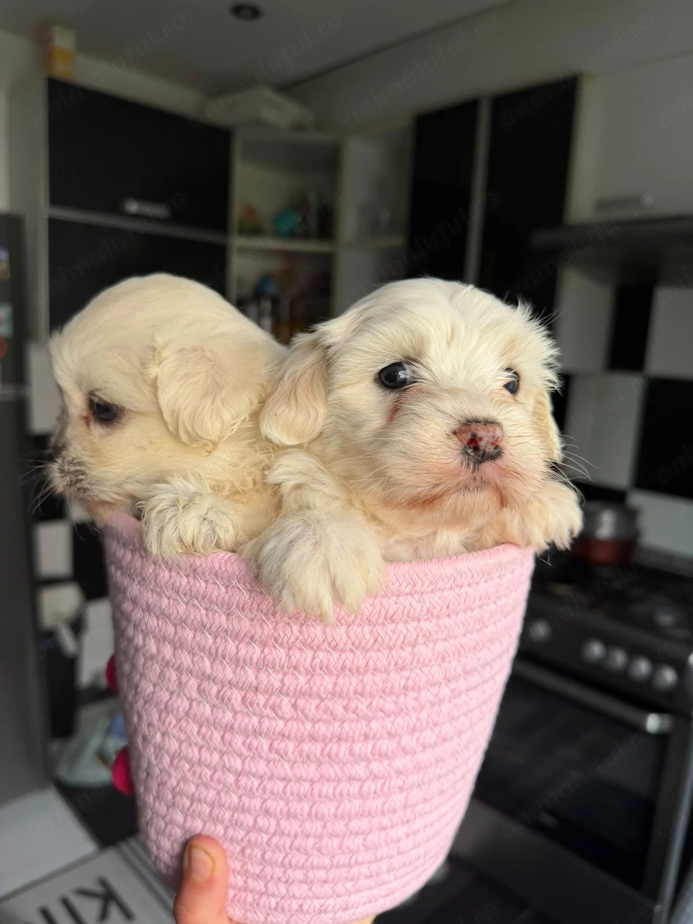 Bichon maltez talie mica