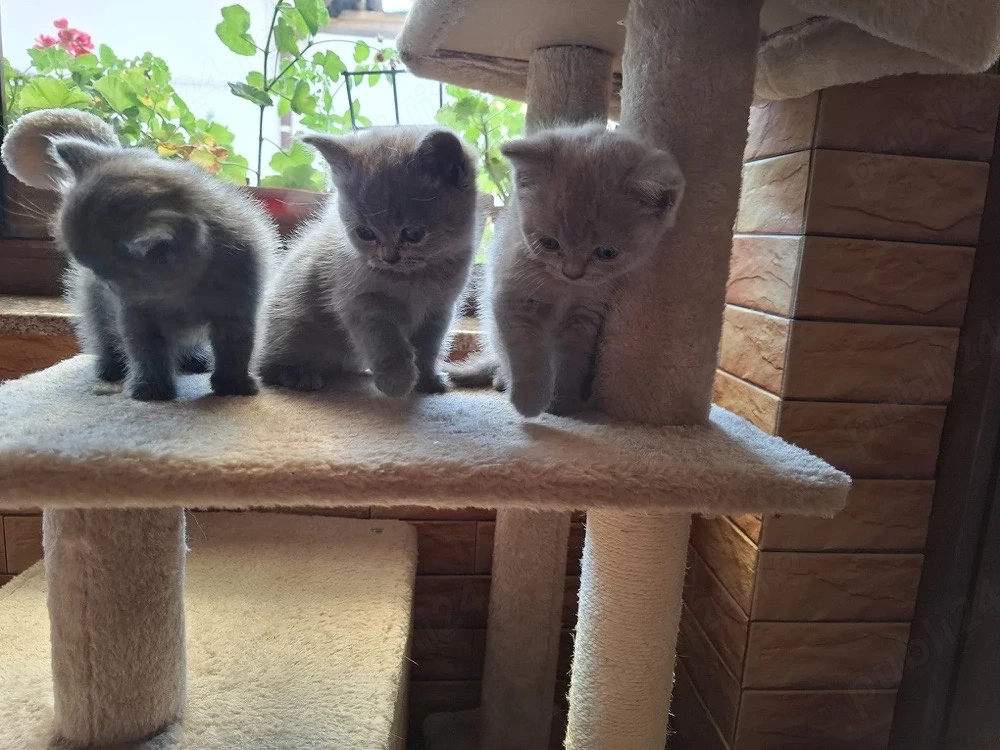 Pisicute British Shorthair