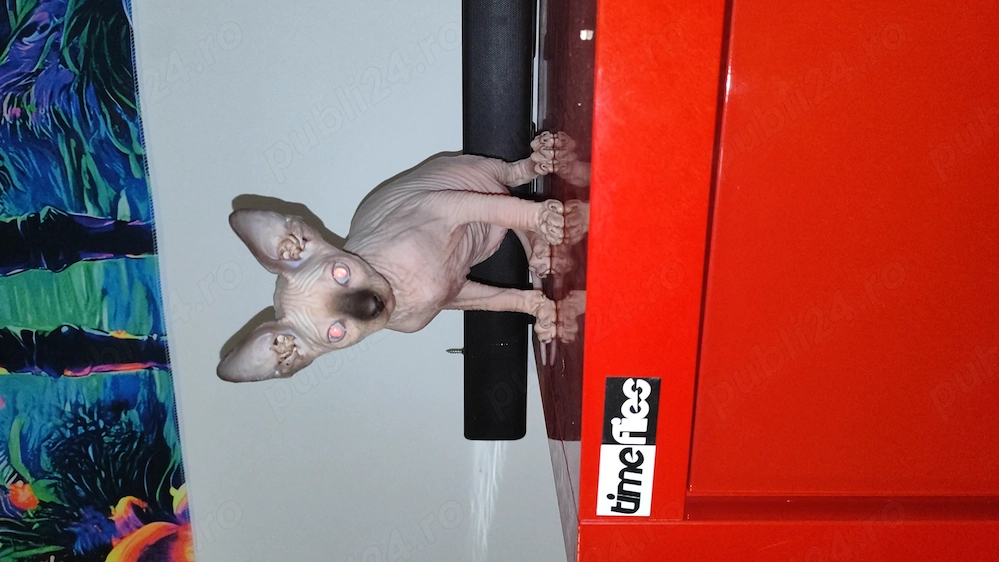 Pisic Sphinx Sfinx Sphynx 
