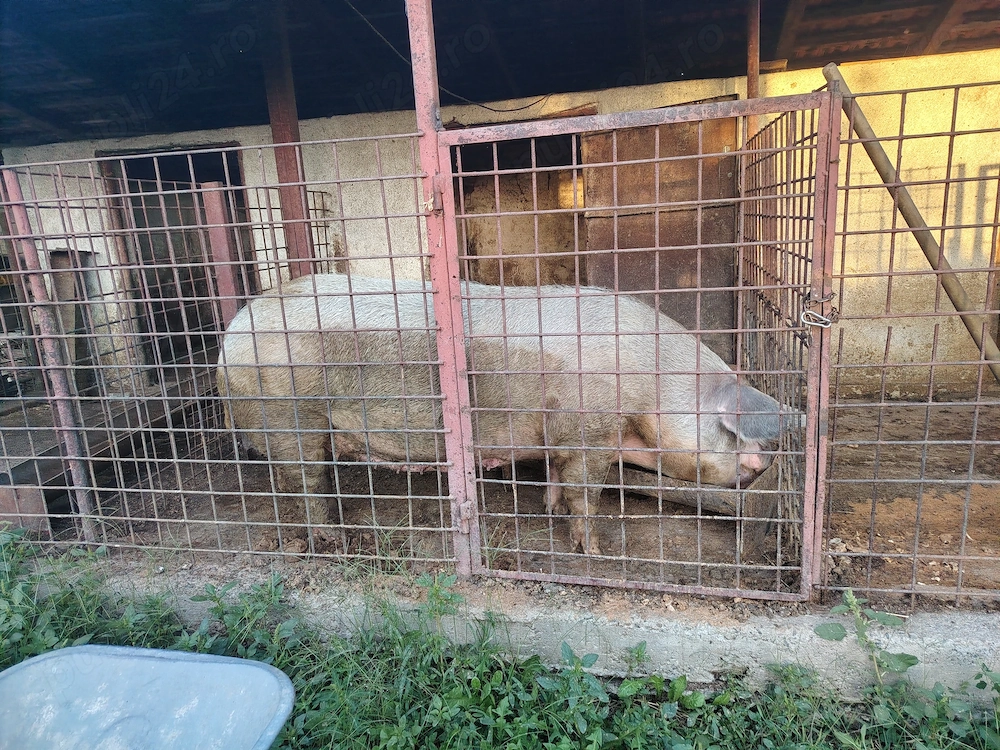 Scroafa de vânzare 
