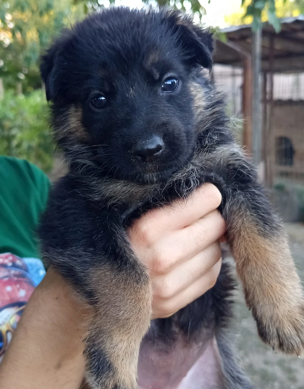 Vând pui Ciobănesc German (6 săptămâni) 