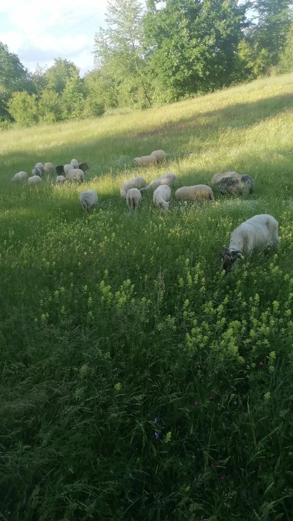 Vând oi posibil gestante 