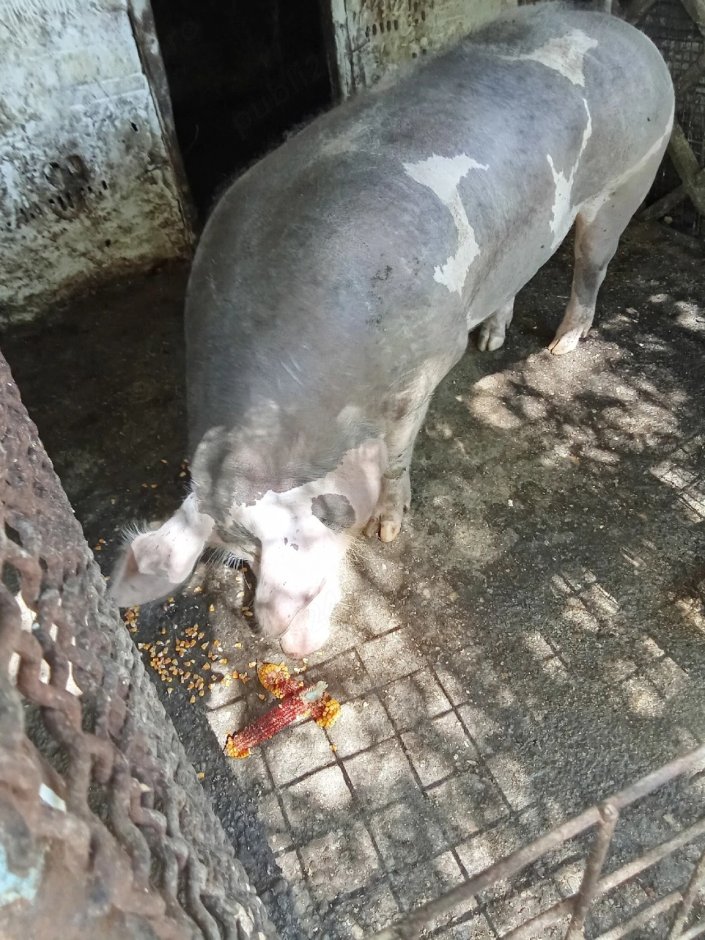 vand porc pietran