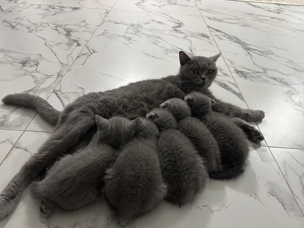 Scottish fold British shorthair 