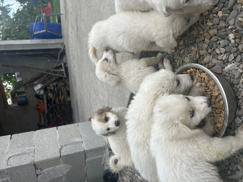 Căței iubitori își caută o familie 