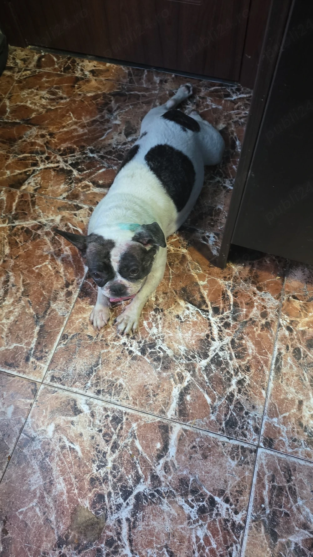 Vănd catelusă Buldog Francez 
