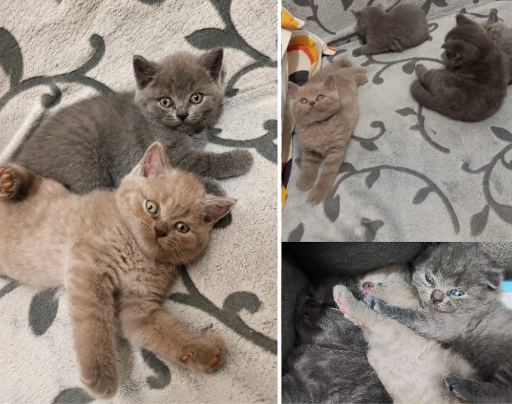 Pui British Shorthair gri și crem   foarte frumoși și jucăuși   negociabil