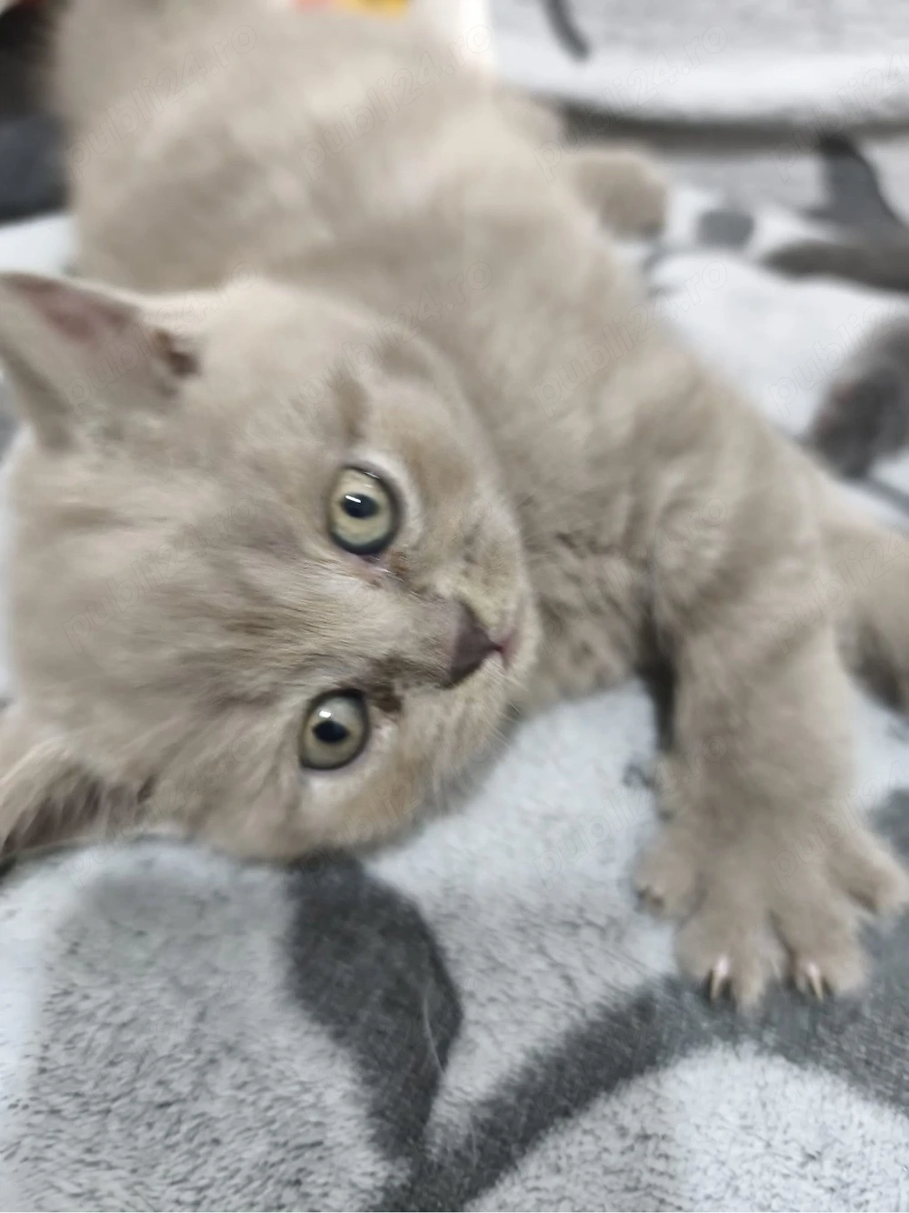 Pui British Shorthair gri și crem   foarte frumoși și jucăuși   negociabil