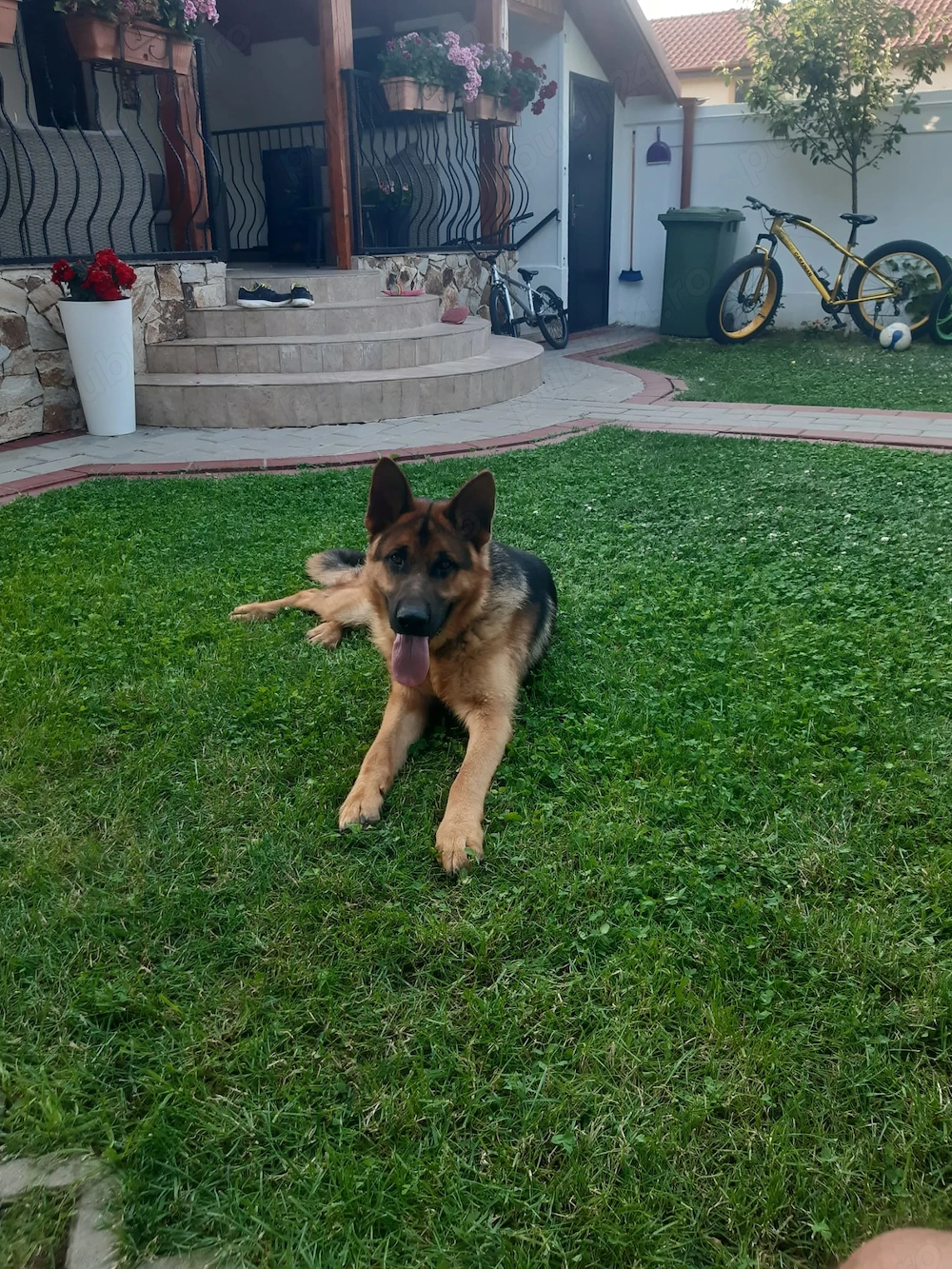 Caine Ciobanesc German