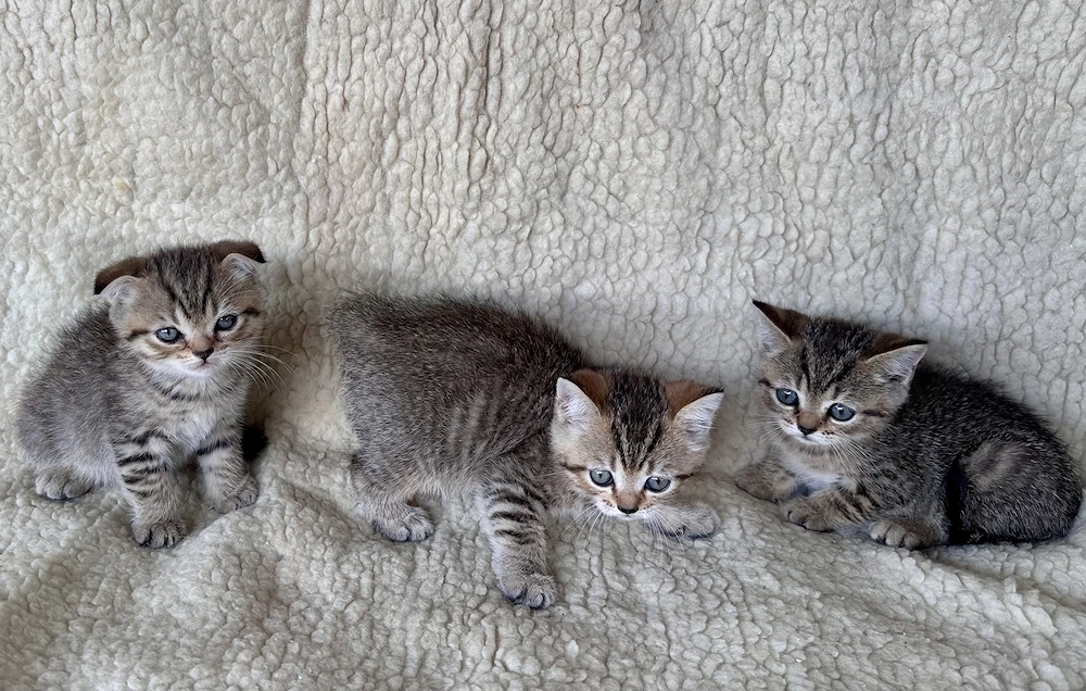 Motanei British Scottish Fold & Scottish Straight