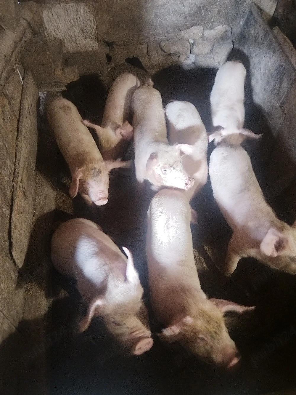 Cauta o alta casa 