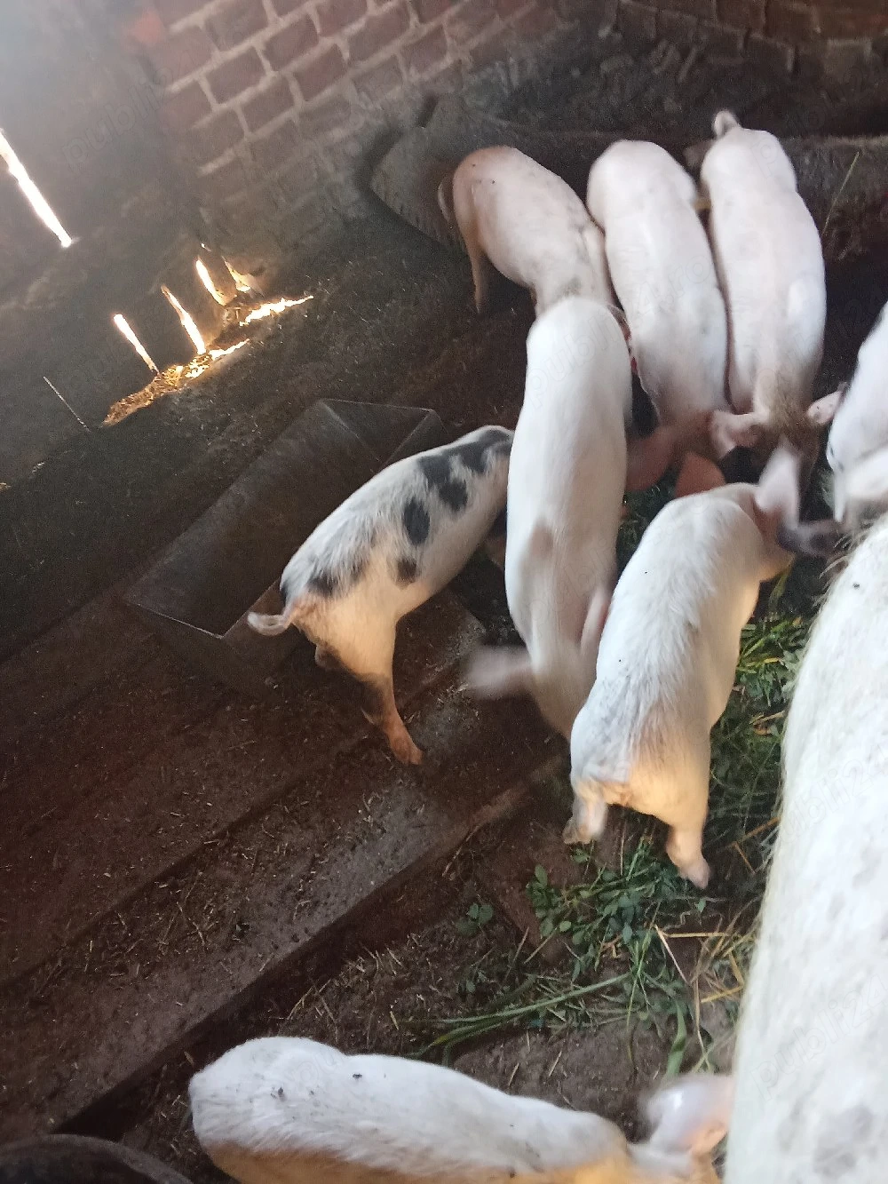 purcei rasa mixta de la două scroafe 
