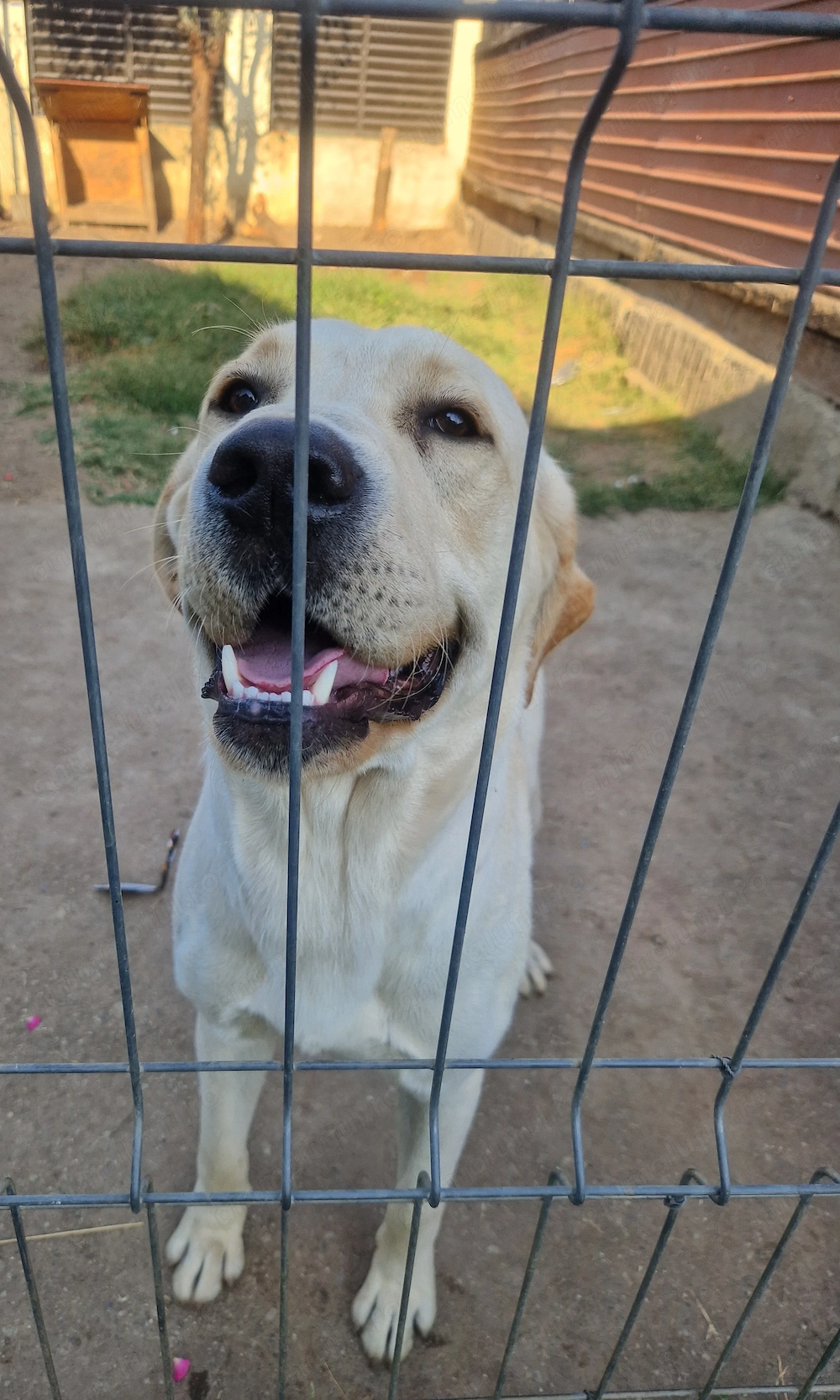Labrador retriever auriu