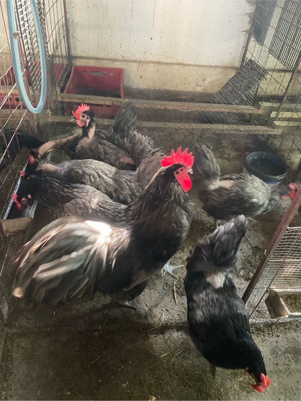Australorp albastru