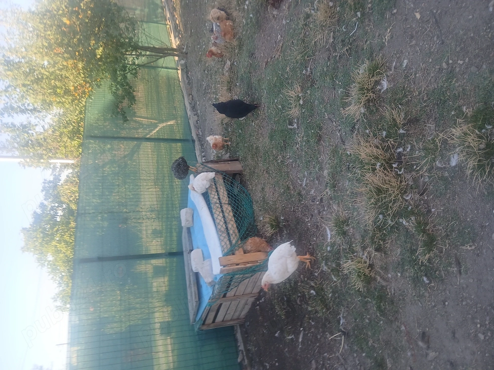 Rate de vanzare 80 de lei bucata cocoșei 50 de lei