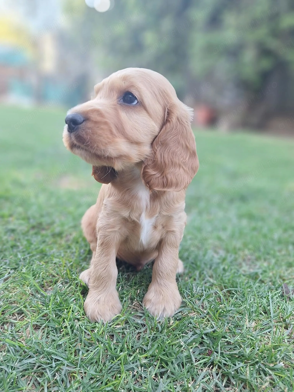 Pui Cocker Spaniol