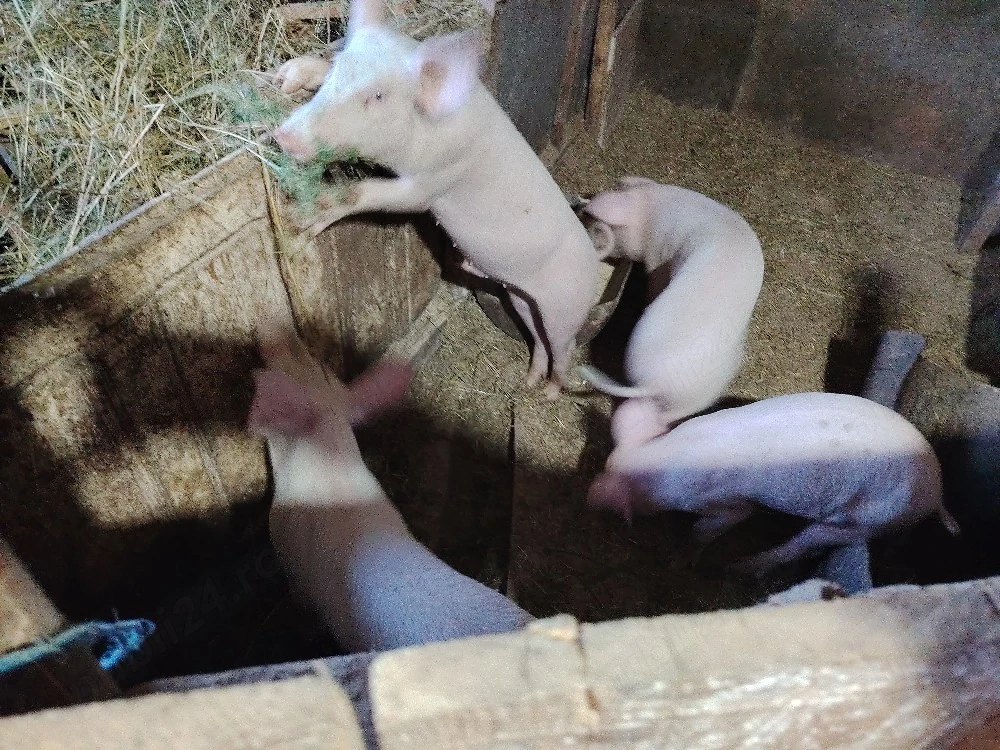 Vând 2 purcei la alegere aproximativ 35-40kg Deparazitați și castrați 