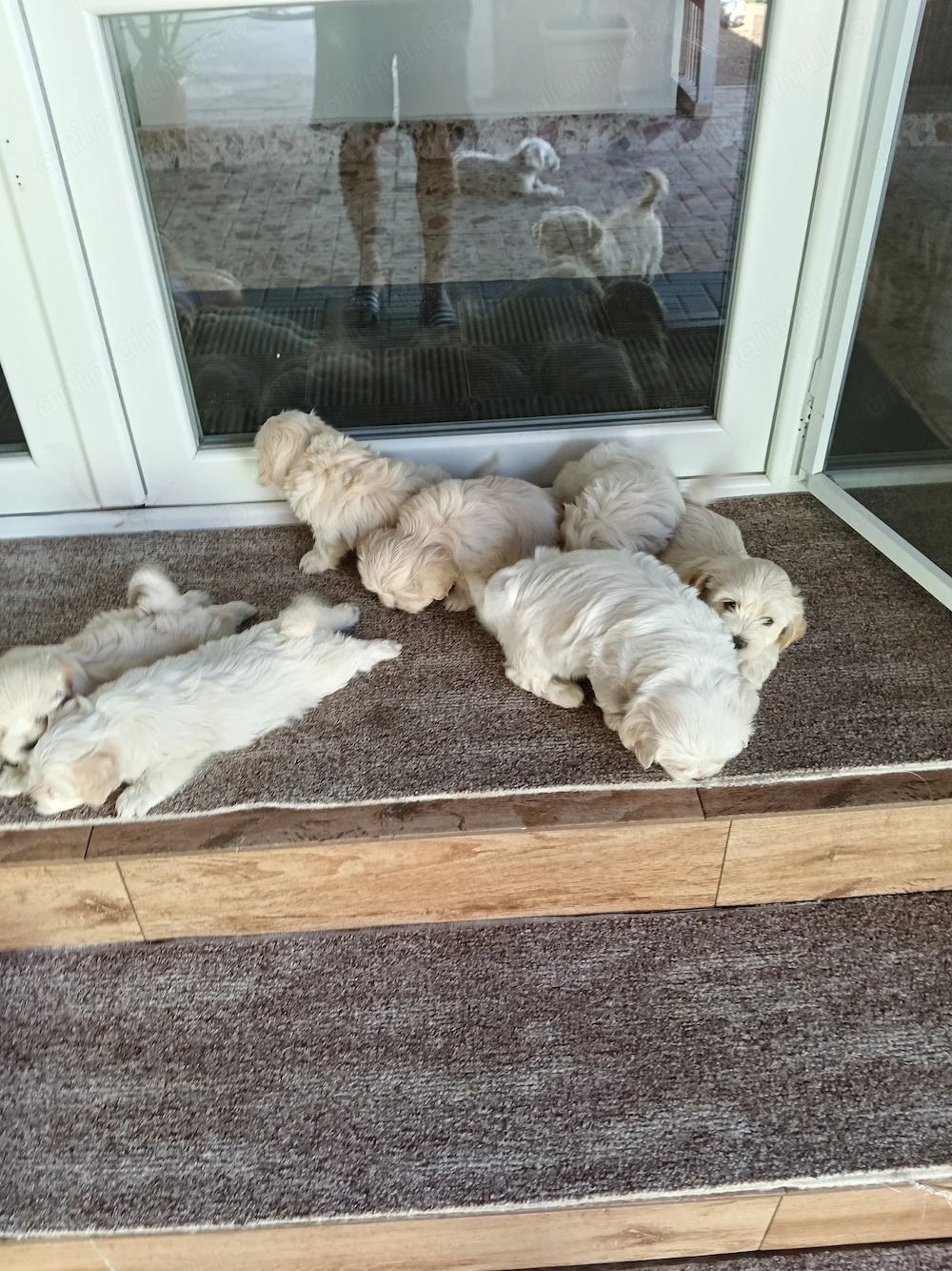 Bichon maltez albi talie mica.