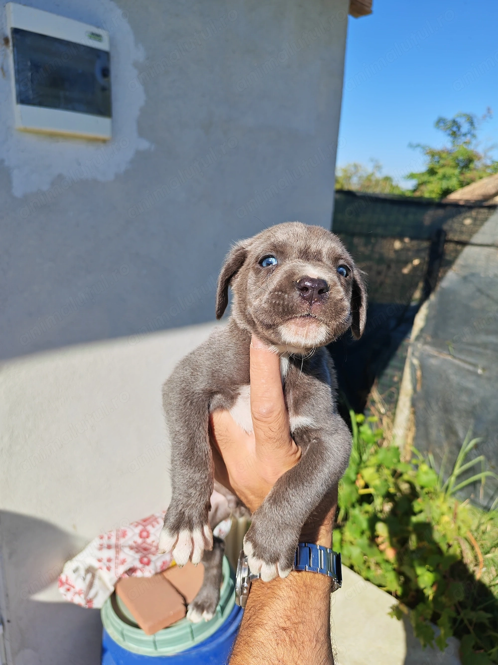 Pui cane corso fetițe și băieți blue și negru