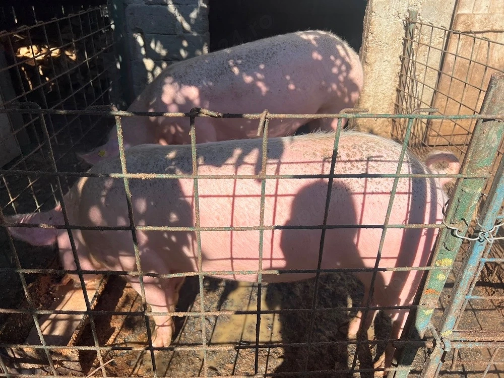 Porci de Vânzare!!