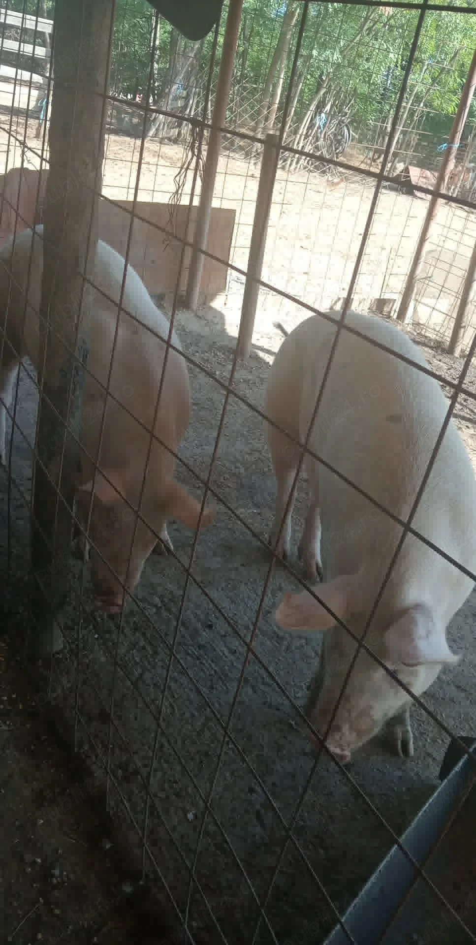 Porc de vanzare 