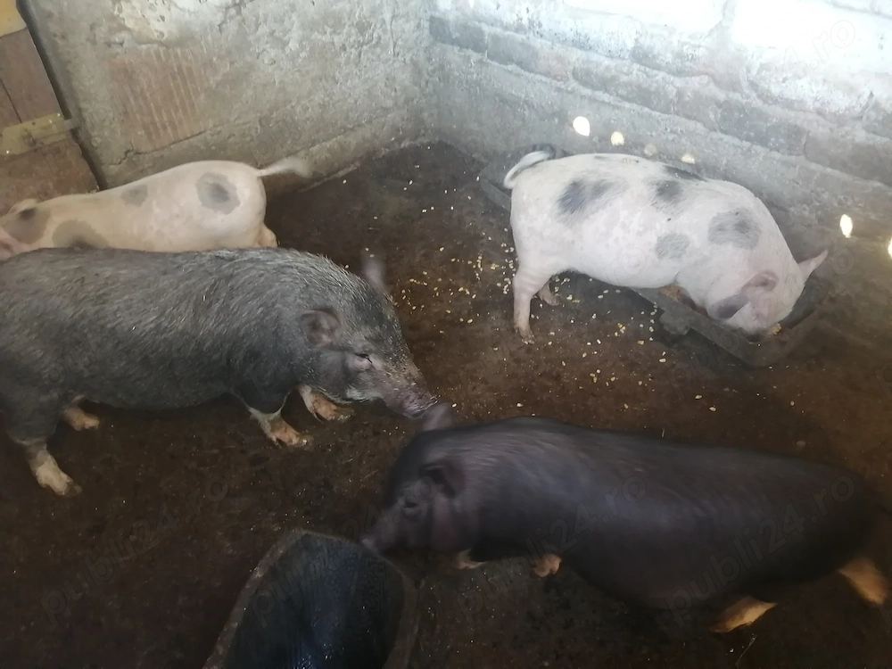 Vand scrofita vietnameza cu 2 purcei