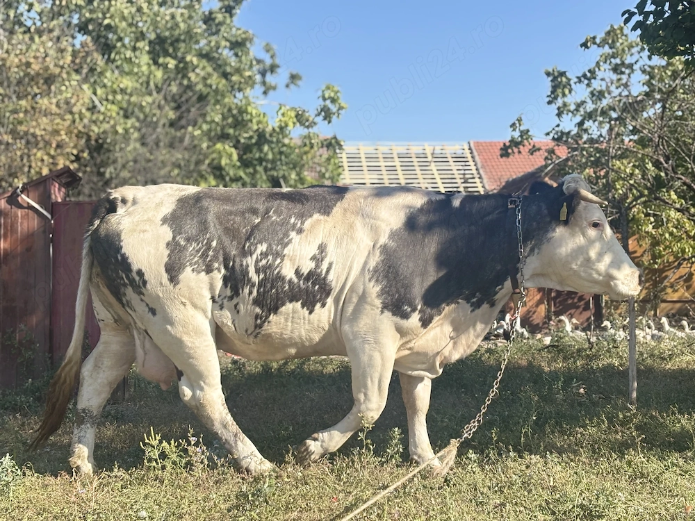 Vand vaca belga de 4 ani foarte blanda