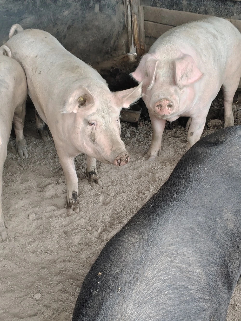 porci de taiat 
