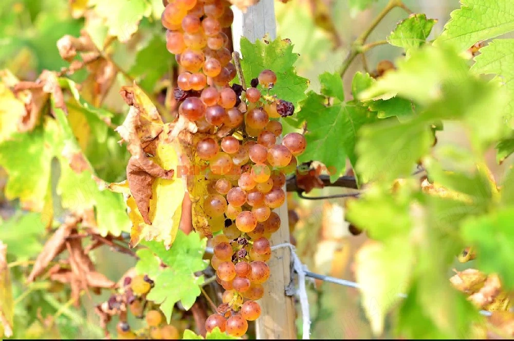 vand struguri de vin 