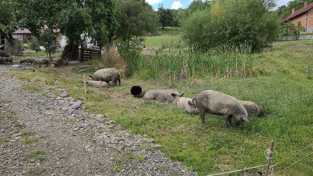 porci de vanzare 