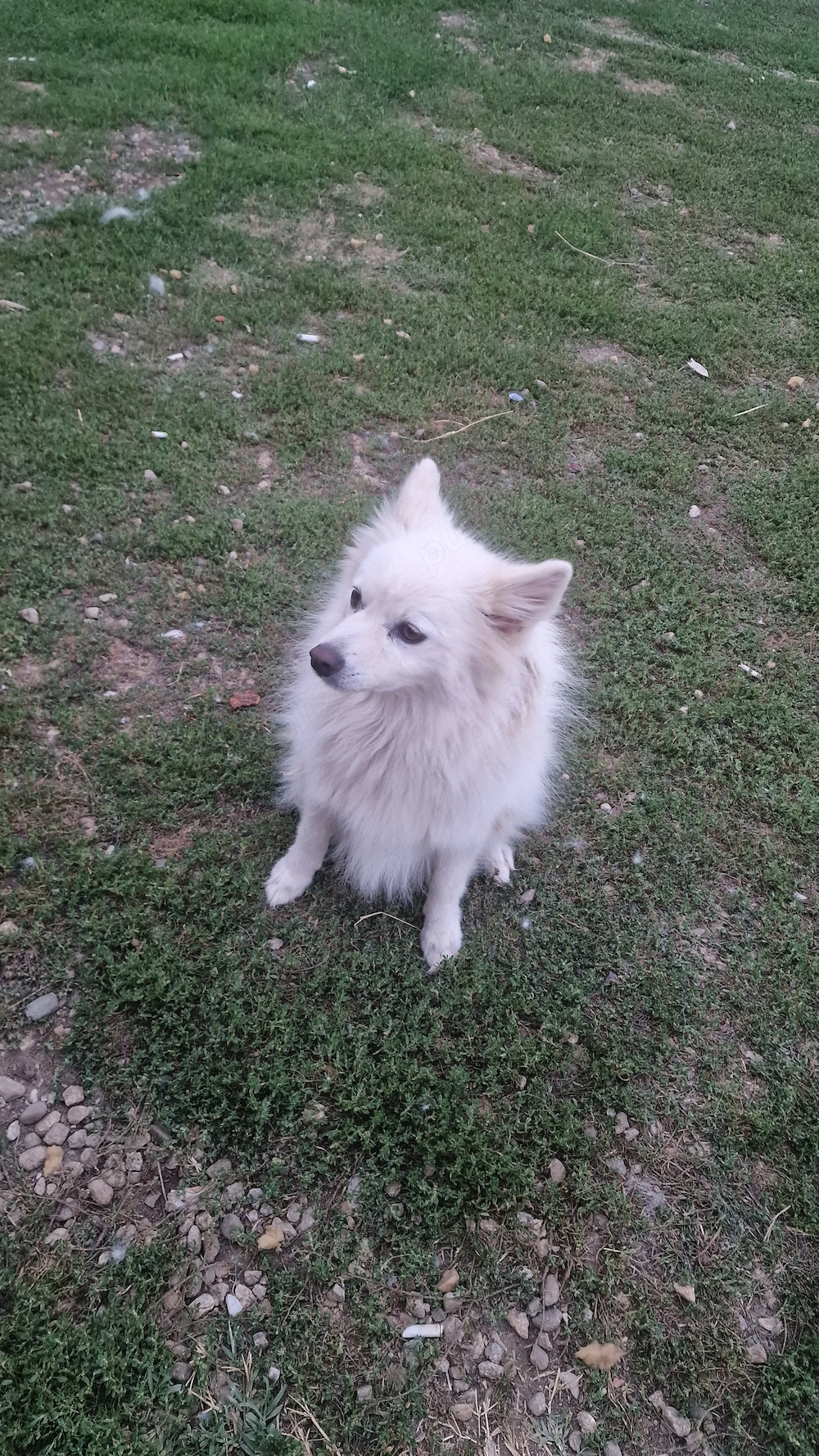 Vând cățelusă pomeranian 