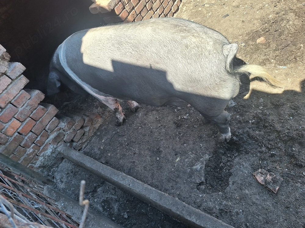 Porc bazna 