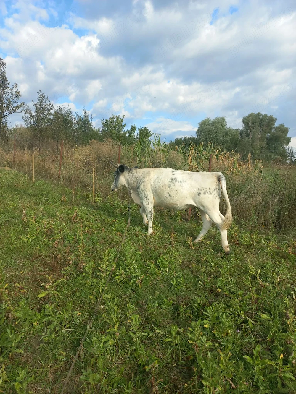 Vând vițică la prima fatare