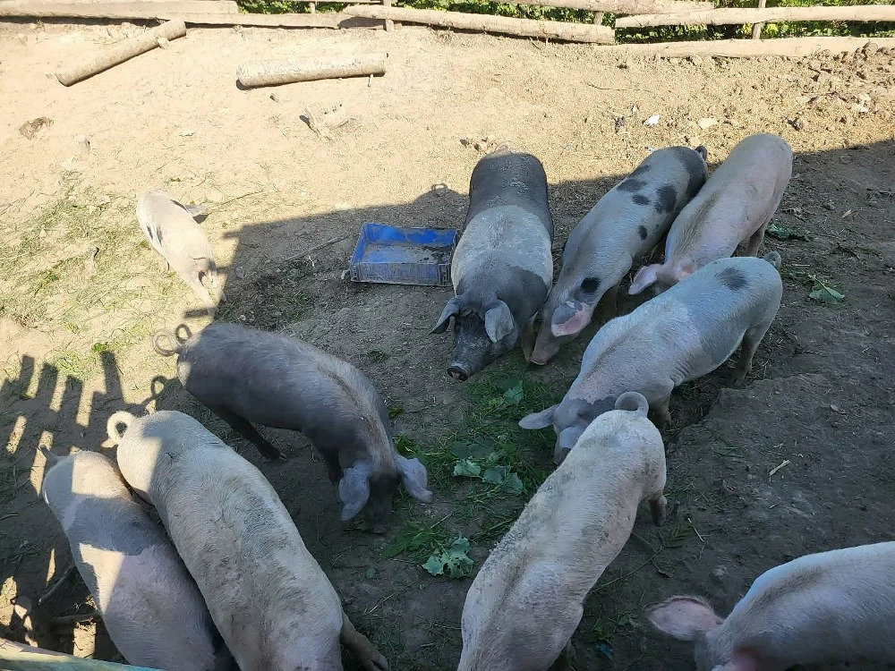 vand porci 