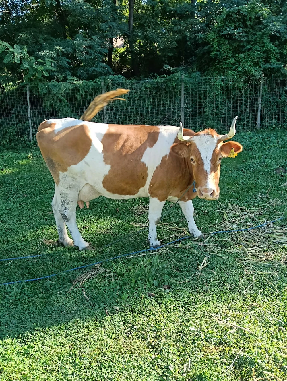 Vând vaca bălțată romaneasca
